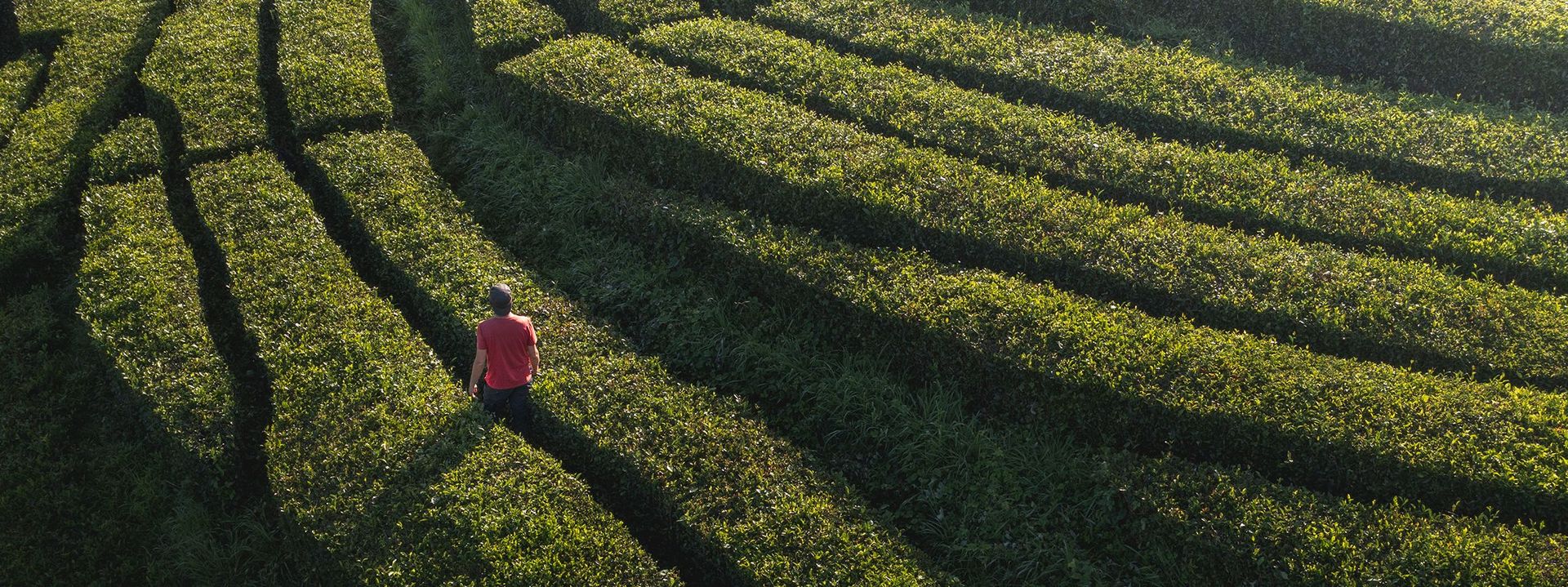 A man wearing a pink t-shirt walking through a maze