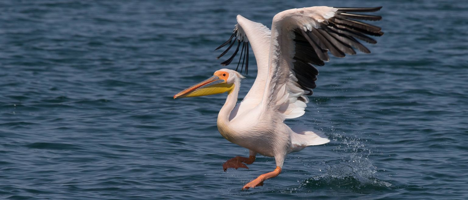 美元有望实现软着陆