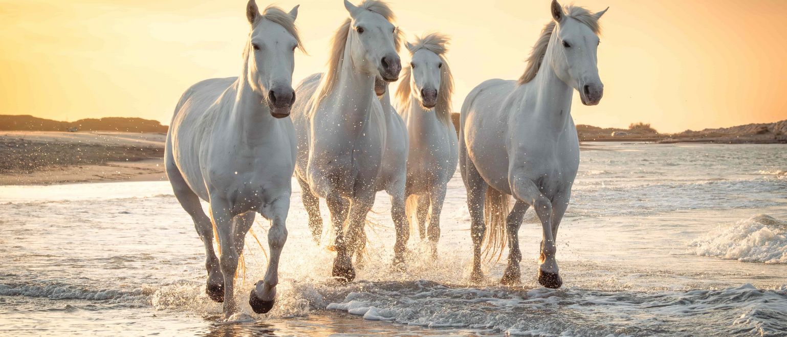 2024年中市场展望：股票